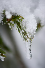 Image showing christmas evergreen pine tree covered with fresh snow