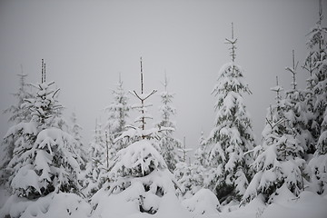 Image showing christmas evergreen pine tree covered with fresh snow