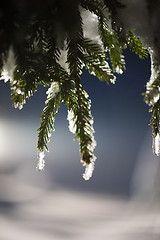 Image showing tree covered with fresh snow at winter night