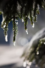 Image showing tree covered with fresh snow at winter night