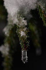 Image showing tree covered with fresh snow at winter night