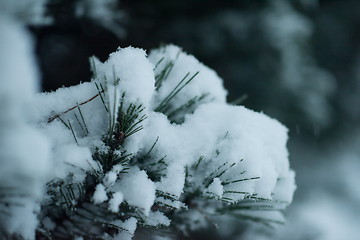 Image showing christmas evergreen pine tree covered with fresh snow