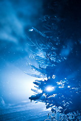 Image showing tree covered with fresh snow at winter night