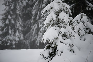 Image showing christmas evergreen pine tree covered with fresh snow