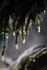 Image showing tree covered with fresh snow at winter night