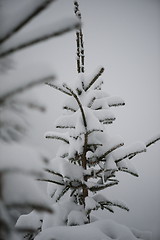 Image showing christmas evergreen pine tree covered with fresh snow