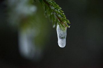 Image showing christmas evergreen pine tree covered with fresh snow