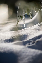 Image showing tree covered with fresh snow at winter night