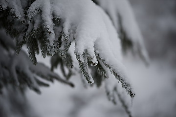 Image showing christmas evergreen pine tree covered with fresh snow