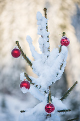 Image showing christmas balls on tree