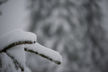 Image showing christmas evergreen pine tree covered with fresh snow