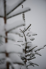 Image showing christmas evergreen pine tree covered with fresh snow