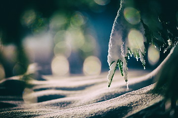 Image showing tree covered with fresh snow at winter night