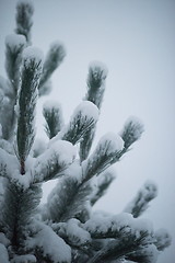 Image showing christmas evergreen pine tree covered with fresh snow