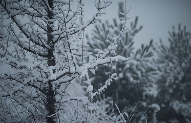 Image showing christmas evergreen pine tree covered with fresh snow