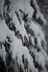 Image showing christmas evergreen pine tree covered with fresh snow