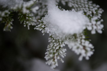 Image showing christmas evergreen pine tree covered with fresh snow