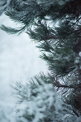 Image showing christmas evergreen pine tree covered with fresh snow