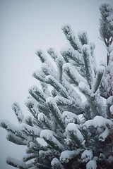 Image showing christmas evergreen pine tree covered with fresh snow