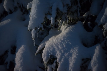 Image showing tree covered with fresh snow at winter night