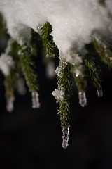 Image showing tree covered with fresh snow at winter night