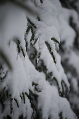 Image showing christmas evergreen pine tree covered with fresh snow