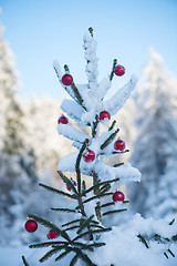 Image showing christmas balls on tree