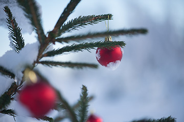 Image showing christmas balls on tree