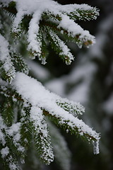 Image showing christmas evergreen pine tree covered with fresh snow