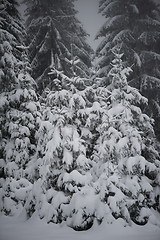 Image showing christmas evergreen pine tree covered with fresh snow