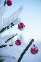 Image showing christmas balls on tree