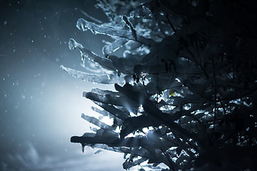 Image showing tree covered with fresh snow at winter night