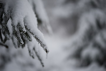 Image showing christmas evergreen pine tree covered with fresh snow