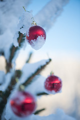 Image showing christmas balls on tree