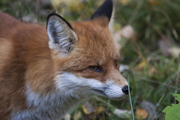 Image showing fox head