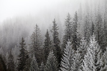 Image showing Frozen winter forest in the fog