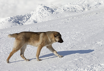 Image showing Dog on snowy ski slope at sun day