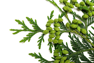 Image showing Twig of thuja with green cones on white background