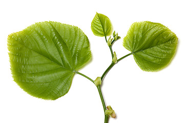 Image showing Spring tilia leafs on white background