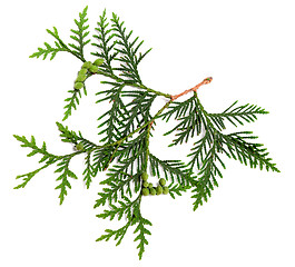 Image showing Twig of thuja with green cones