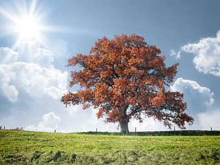 Image showing red tree and meadow