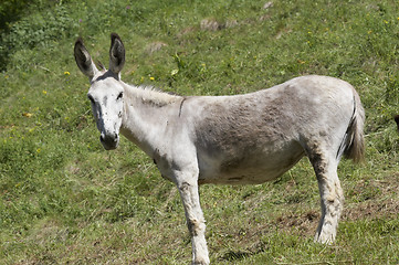 Image showing Donkey