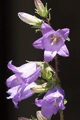 Image showing Violet flower