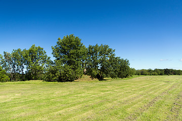 Image showing summer field and trees
