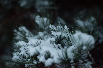 Image showing christmas evergreen pine tree covered with fresh snow