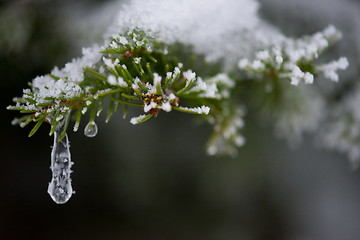 Image showing christmas evergreen pine tree covered with fresh snow