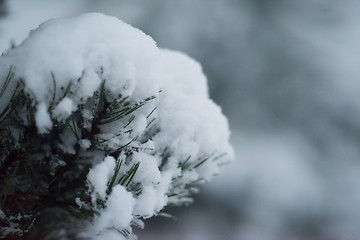 Image showing christmas evergreen pine tree covered with fresh snow