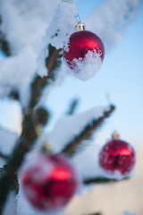 Image showing christmas balls on tree