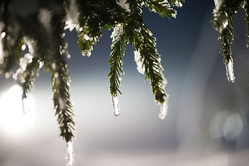 Image showing tree covered with fresh snow at winter night