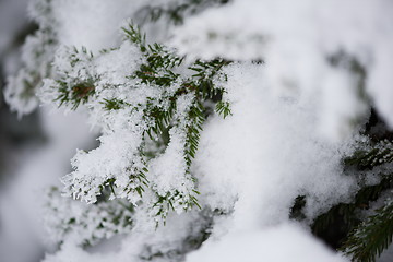 Image showing christmas evergreen pine tree covered with fresh snow